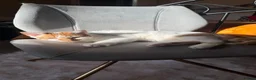 Mixed Breed cats for sale: White and ginger kitten 1yr - Advert 5