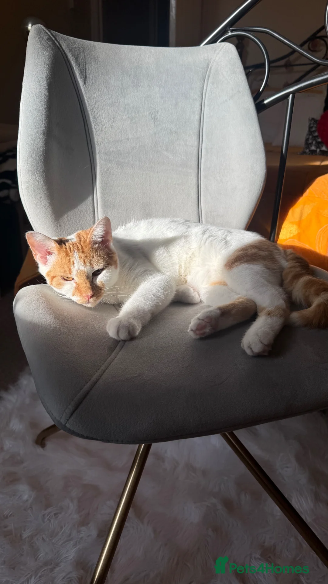 Mixed Breed cats for sale: White and ginger kitten 1yr - Advert 5