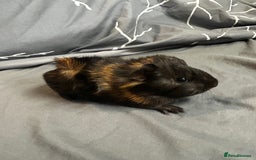 Guinea Pig rodents for sale: 1 baby boar for sale - Image 1