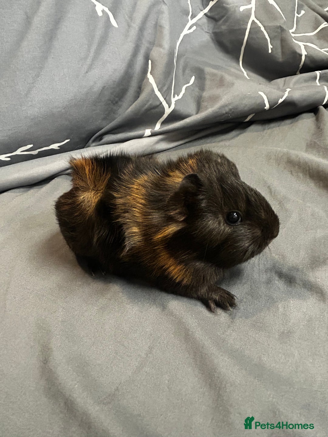 Guinea Pig rodents for sale: 1 baby boar for sale - Image 1