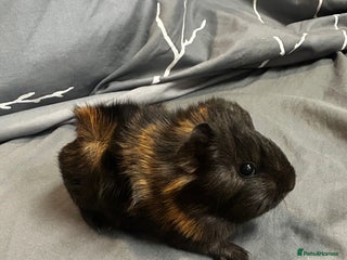 Guinea Pig rodents - Advert 10