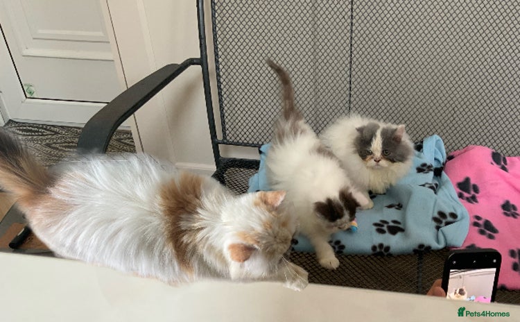Persian cats - Advert 2