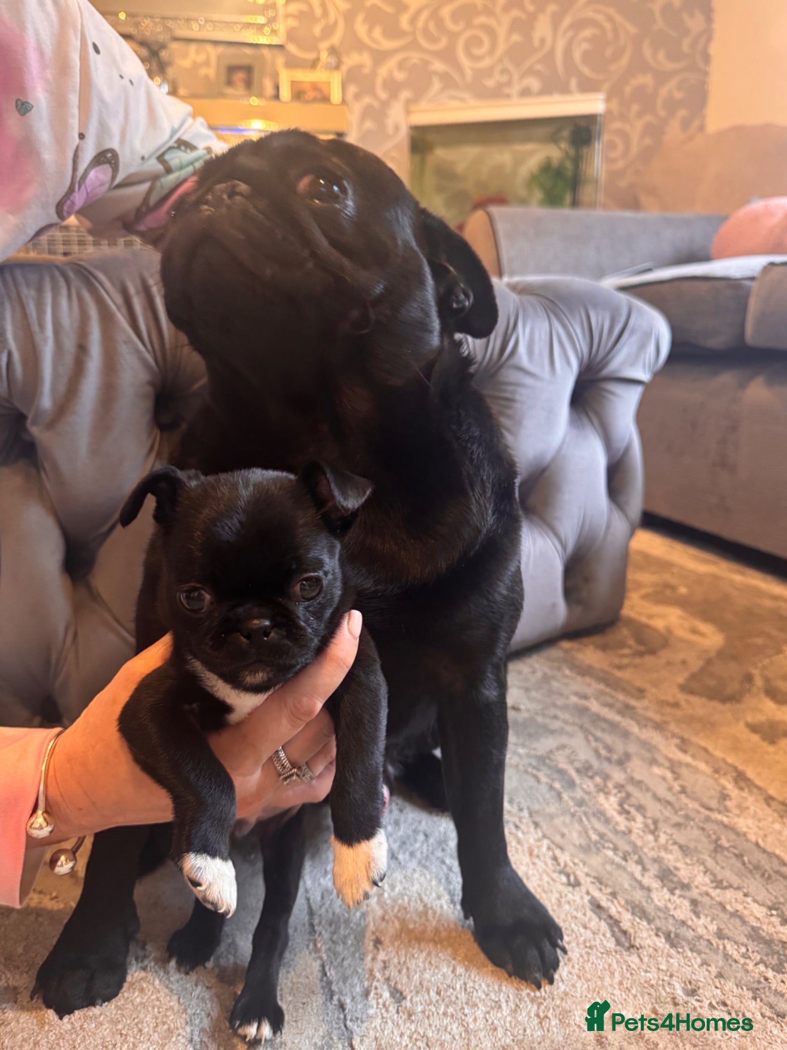 Mixed Breed dogs 1 boy left  - Advert 1