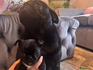 Mixed Breed dogs 1 boy left - Advert 1