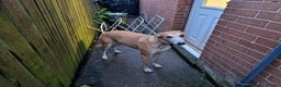 Lurcher dogs for adoption: BAILEY, male lurcher in rescue in Halifax - Advert 6