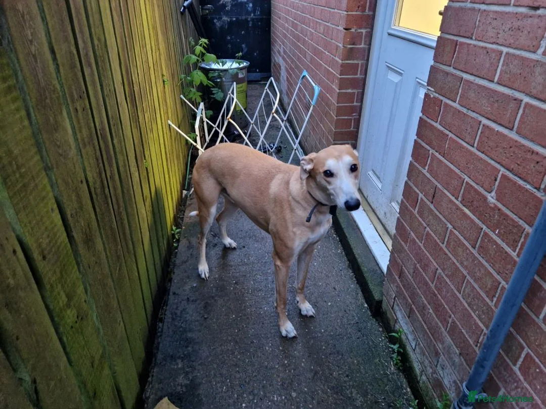 Lurcher dogs for adoption: BAILEY, male lurcher in rescue in Halifax - Advert 6