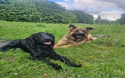 Cocker Spaniel dogs for sale: Kacper  - Image 5