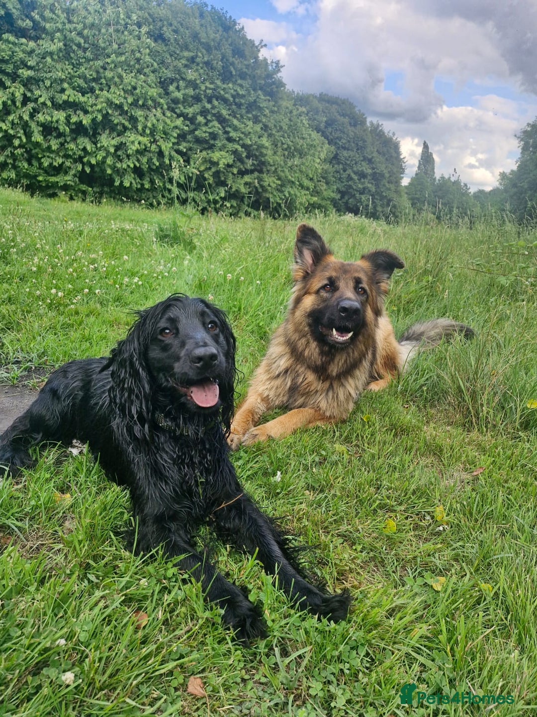 Cocker Spaniel dogs for sale: Kacper  - Image 5