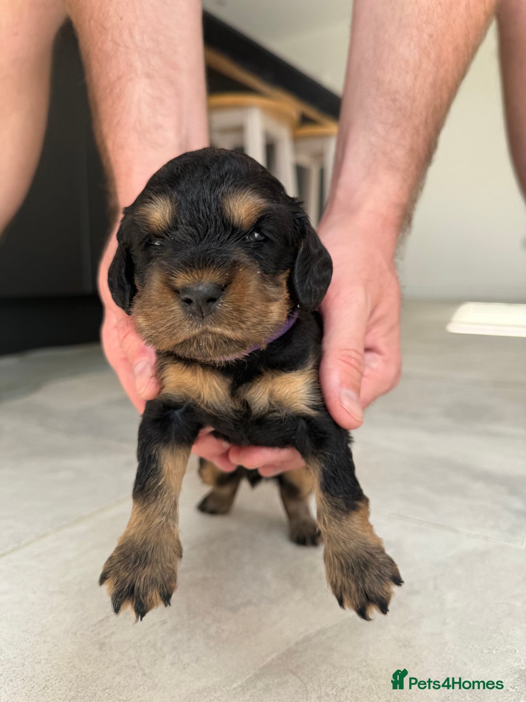 Cocker Spaniel dogs for sale: ****only 2 left****Stunning cocker puppies - Image 23
