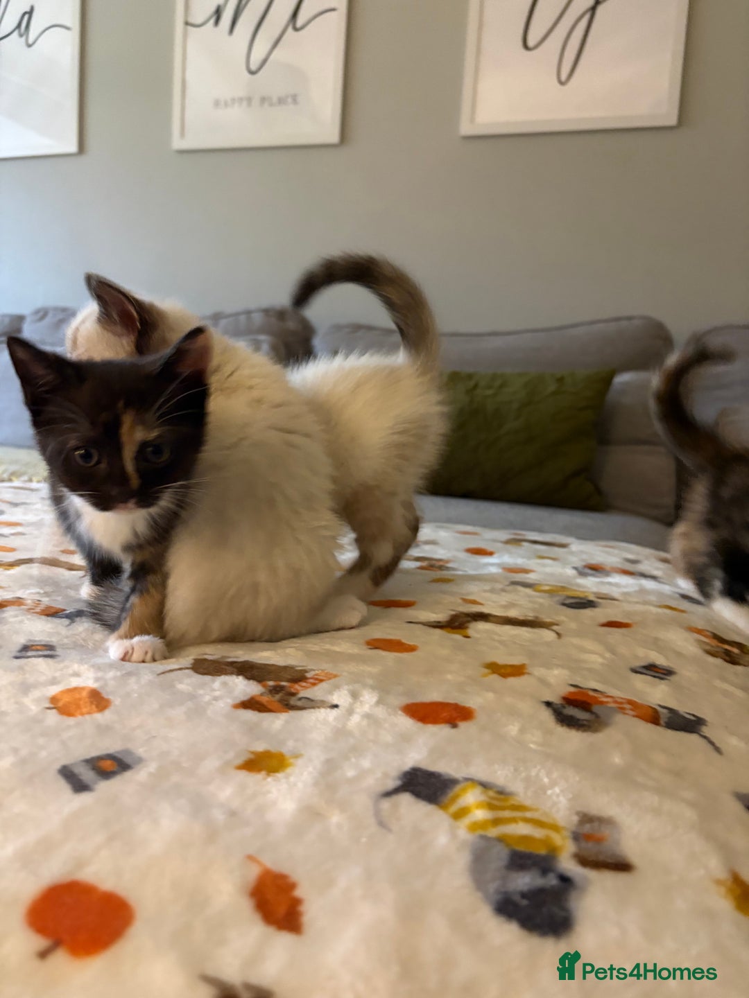 RagaMuffin cats for sale: Beautiful Ragamuffin Kittens Ready December 24th   - Advert 8