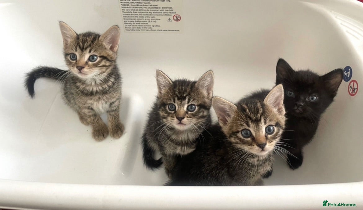 Mixed Breed cats beautiful kittens ready for their new homes - Advert 1