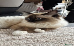 Ragdoll cats for sale: Enzo  - Image 7