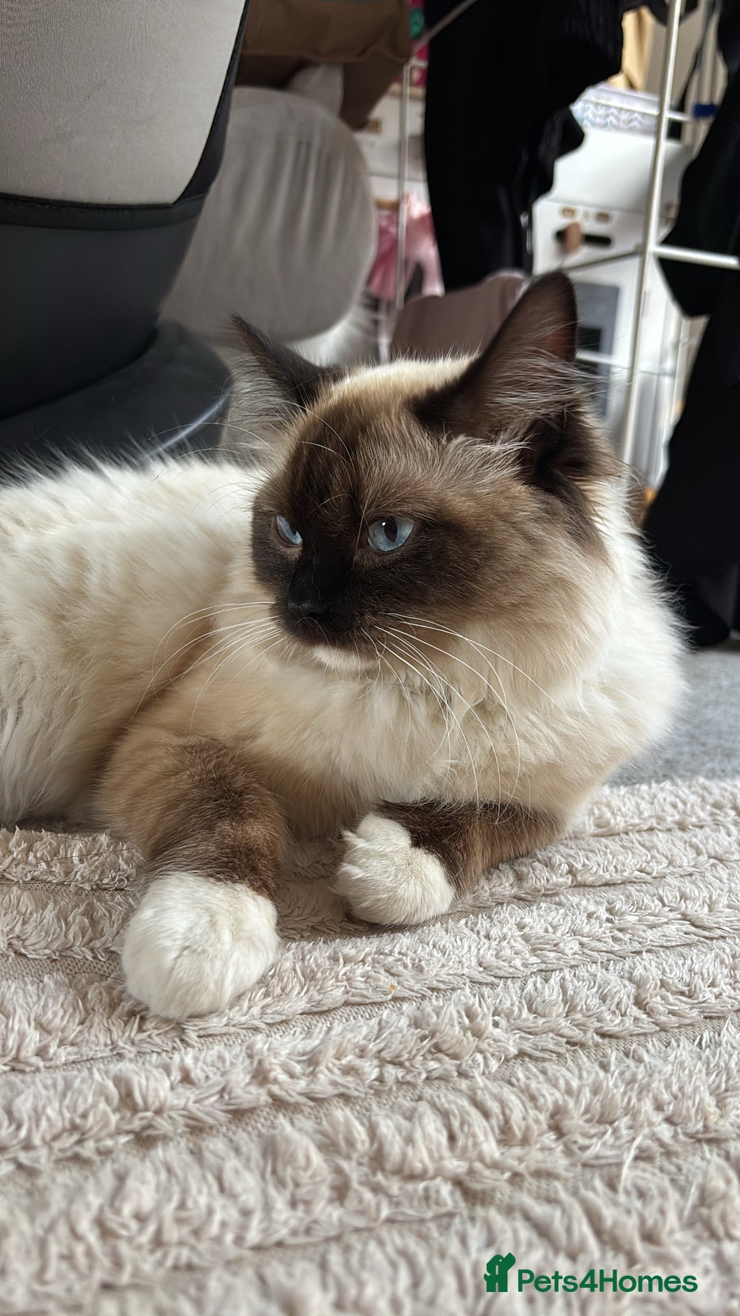 Ragdoll cats for sale: Enzo  - Image 7