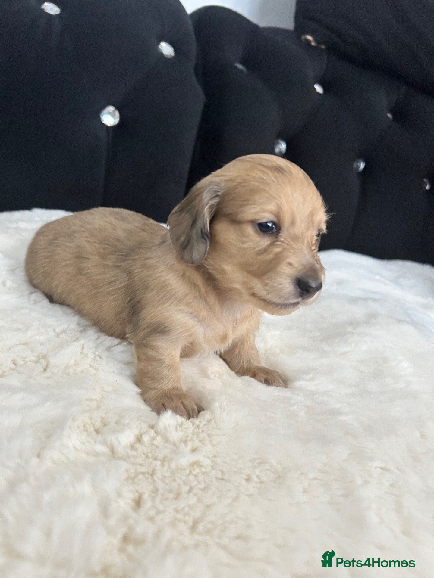 Dachshund dogs Long hair dachshund  - Advert 14