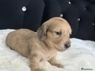 Dachshund dogs Long hair dachshund - Advert 13