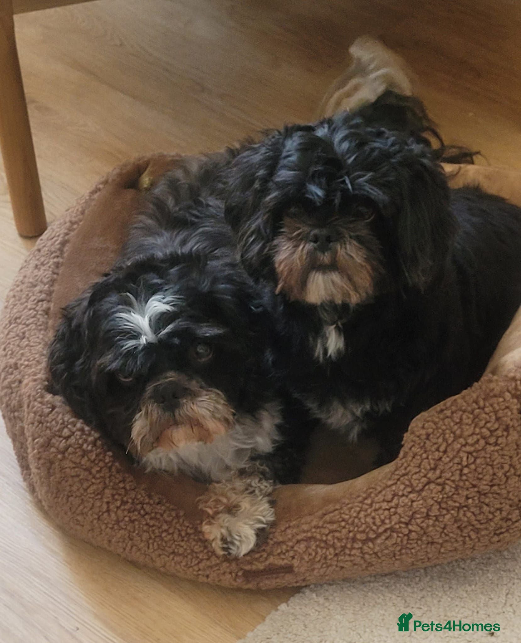 Shih Tzu dogs Shih tzu - Advert 1