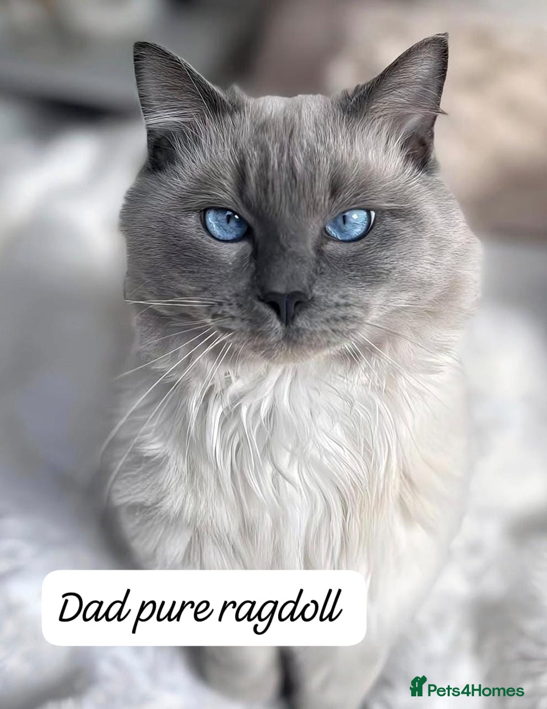 Ragdoll cats for sale: RAGDOLL X BSH KITTENS ❤️ - Image 11