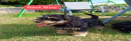 Schnoodle dogs for sale: ❤️ Stunning Schnoodles ❤️ in Llandeilo - Advert 10