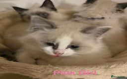 Ragdoll cats for sale: Ragdolls kittens- - Advert 15