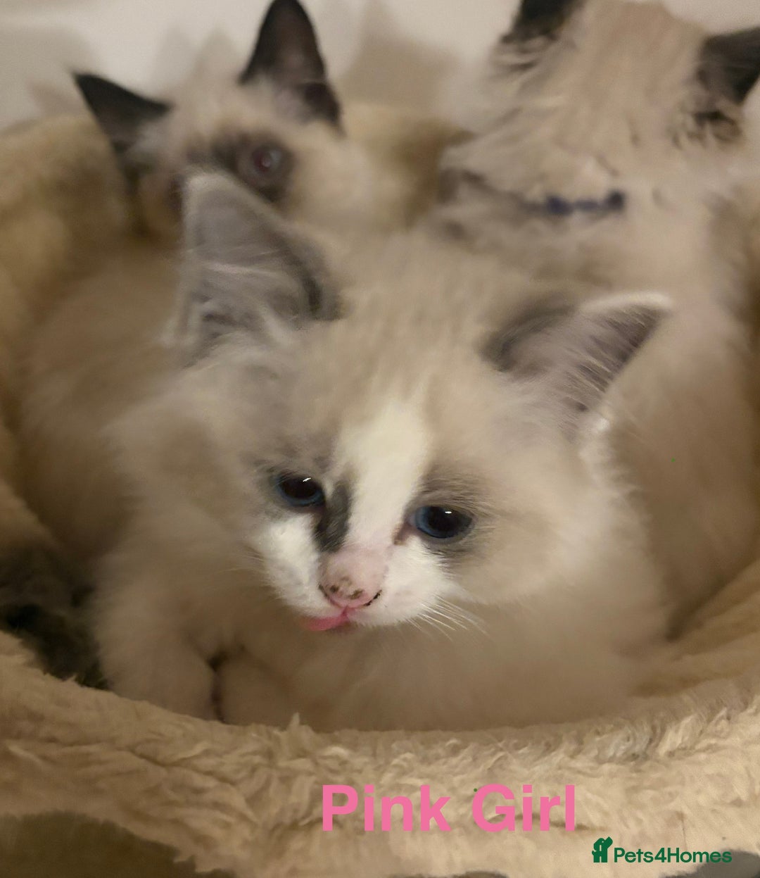 Ragdoll cats for sale: Ragdolls kittens- - Advert 15