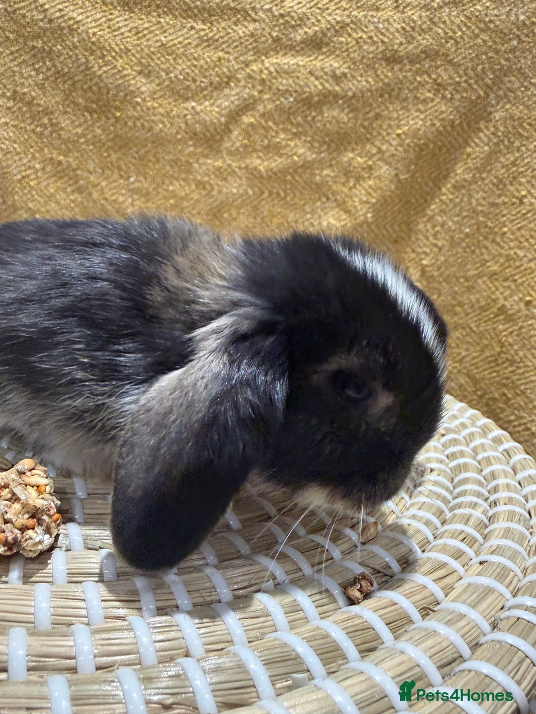 Mini Lop rabbits for sale: 5 Beautiful Baby Mini Lop Rabbits  - Advert 28