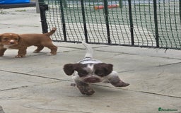 Cocker Spaniel dogs for sale: Cocker spaniel puppies  - Image 6