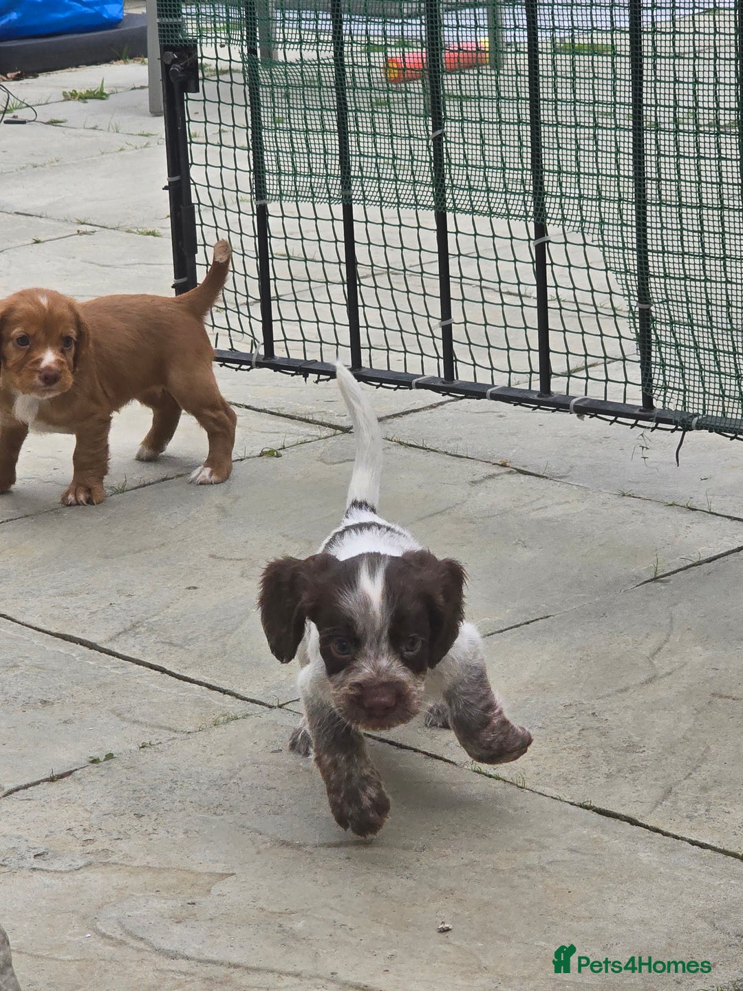 Cocker Spaniel dogs for sale: Cocker spaniel puppies  - Image 6