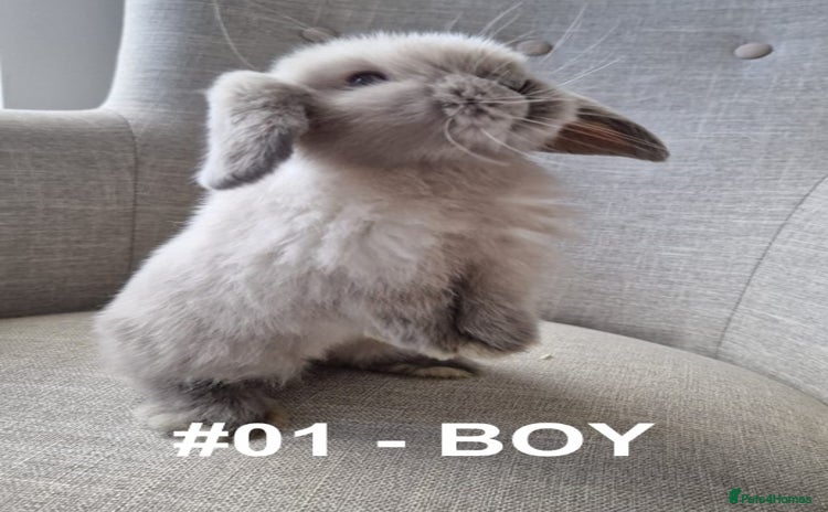 Mini Lop rabbits - Advert 3