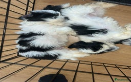 Shih Tzu dogs for sale: Shih Tzu Puppies - Image 25