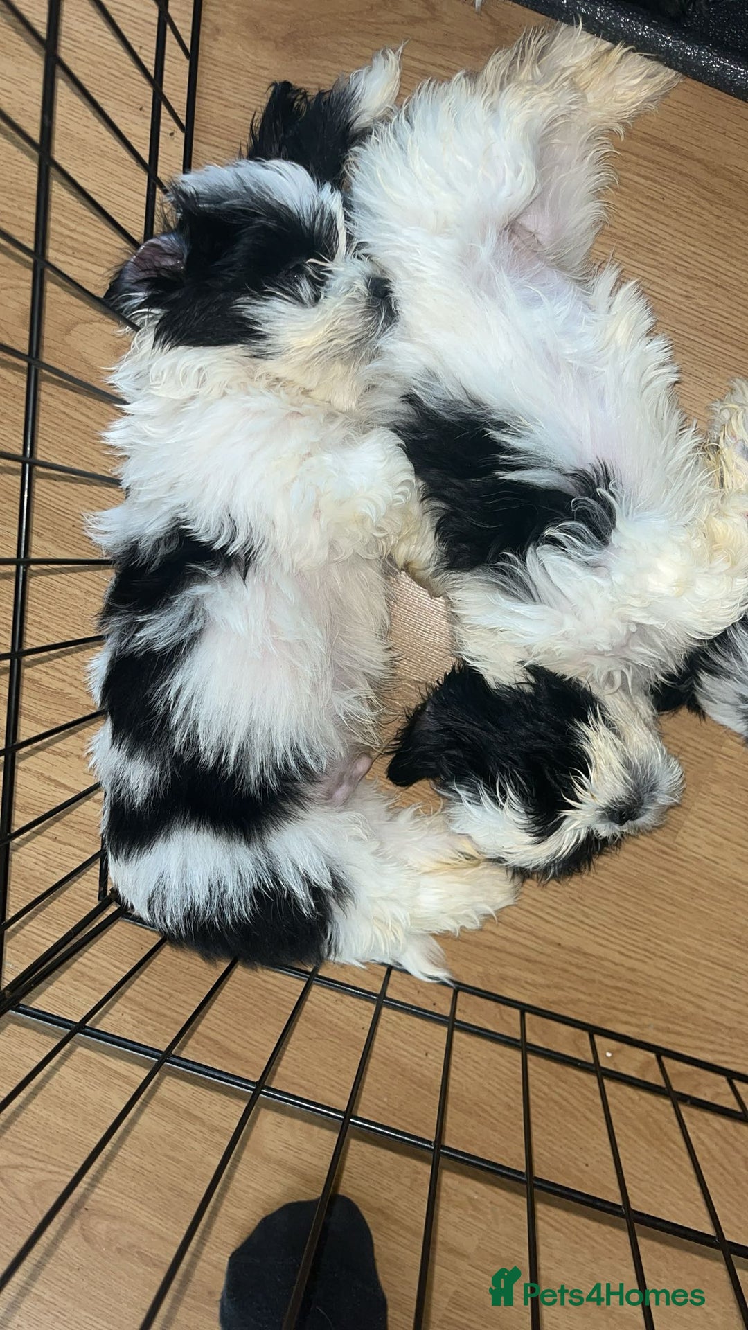 Shih Tzu dogs for sale: Shih Tzu Puppies - Image 25