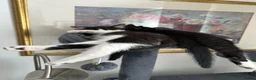 Mixed Breed cats for sale: Lovely fluffy Kittens Ready for New Homes - Advert 8