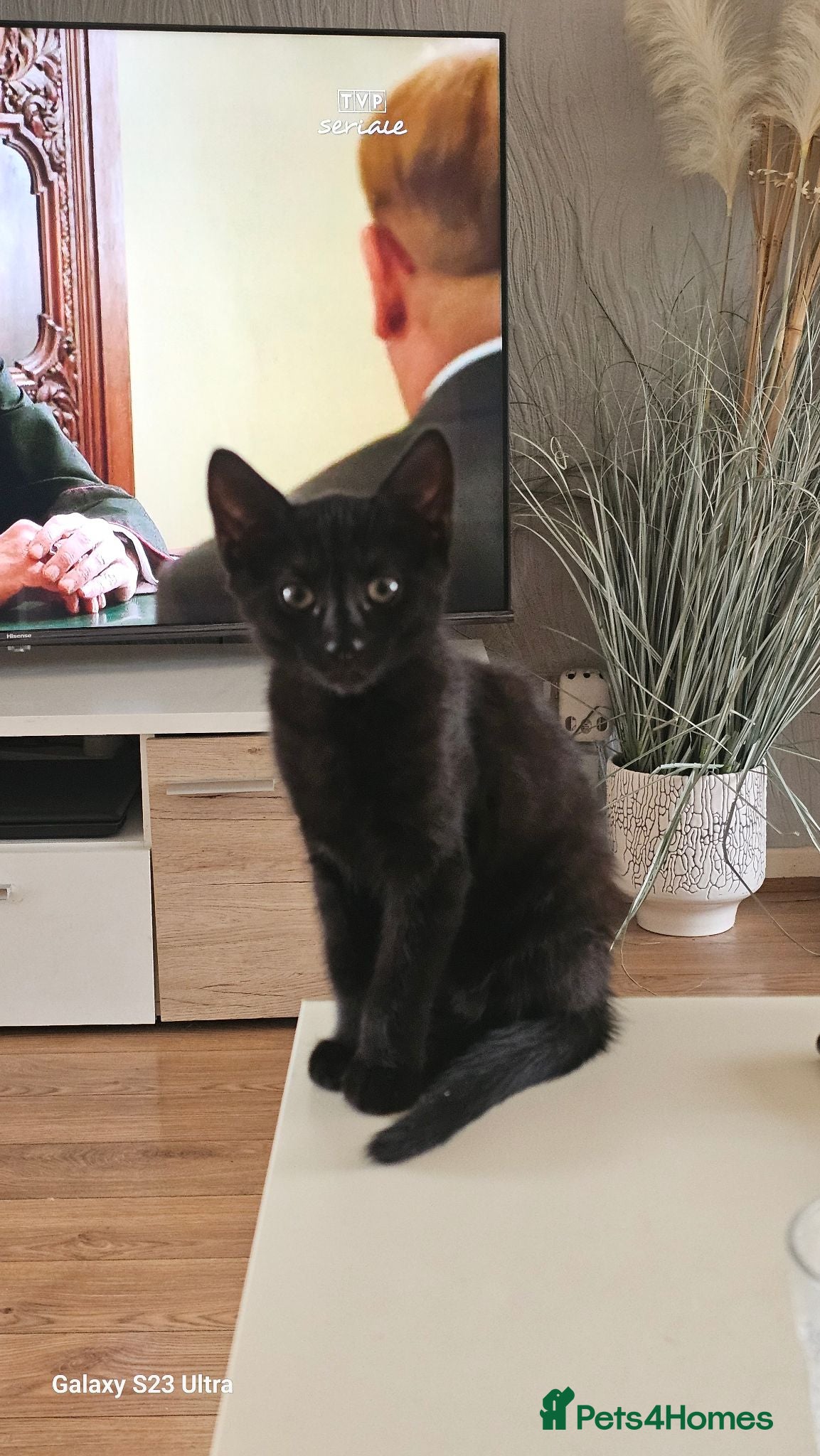 Mixed Breed cats Black Pearl- The last little kitten of five. - Advert 4