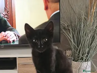 Mixed Breed cats Black Pearl- The last little kitten of five. - Advert 1