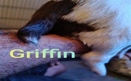 English Springer Spaniel dogs for sale: Working bred KC English Springer Spaniels puppies  - Image 28