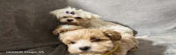 Maltipoo dogs for sale: Toy Maltipoo Puppies  - Advert 12