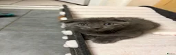Scottish Fold cats for sale: 2 Scottish Fold Kittens - Advert 6