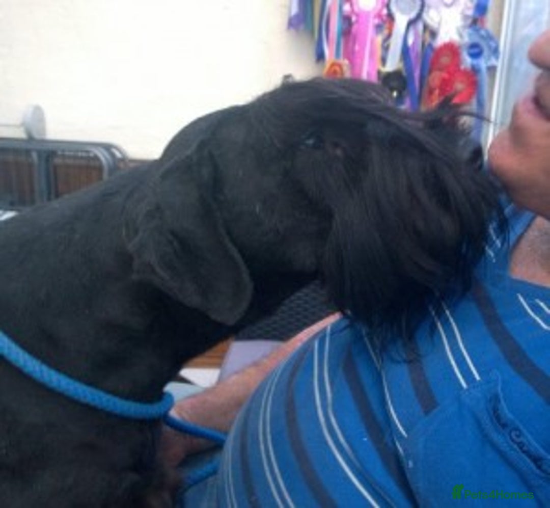 Giant Schnauzer dogs for sale: Lulu,spayed Giant Girl - Image 7