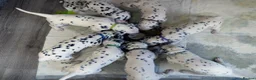 Dalmatian dogs for sale: KC Show Quality Rare LUA Dalmatian Puppies - Advert 12