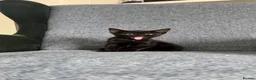 Mixed Breed cats for sale: Beautiful black female kitten🩷 - Advert 7