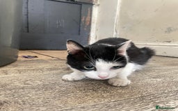 Domestic Shorthair cats for sale: Three Domestic Shorthairs (4 months) - Image 5