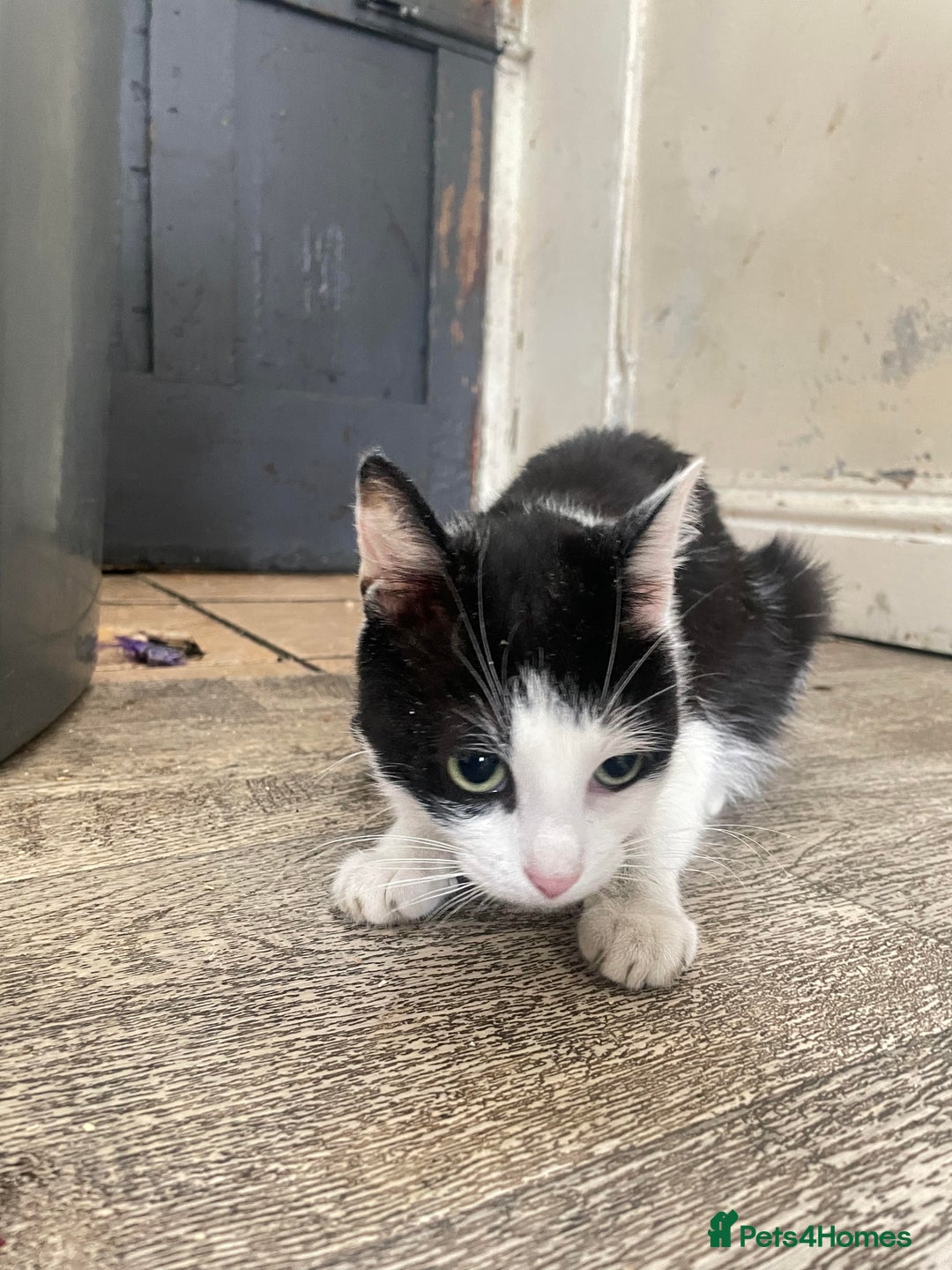 Domestic Shorthair cats for sale: Three Domestic Shorthairs (4 months) - Image 5