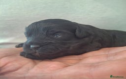 Cavapoo dogs for sale: Toy Cavapoo puppies - Image 7