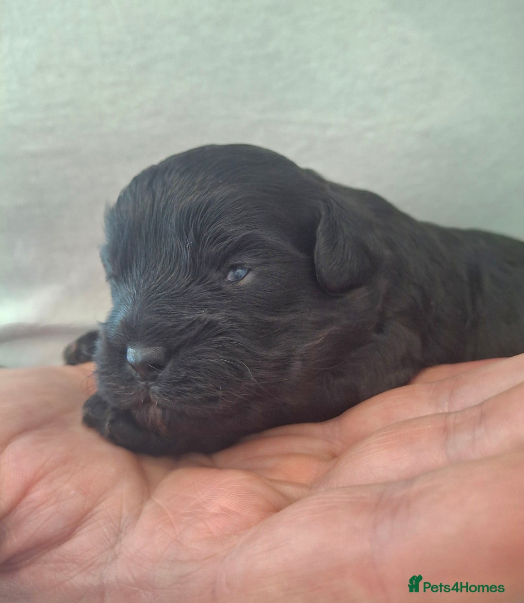 Cavapoo dogs for sale: Toy Cavapoo puppies - Image 7