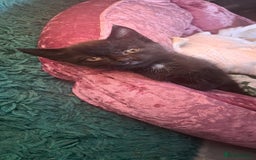 British Shorthair cats for sale: Ready now - Image 2
