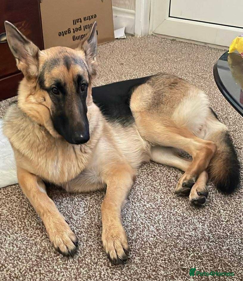 German Shepherd dogs German shepherd female - Advert 4