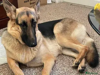 German Shepherd dogs German shepherd female - Advert 4