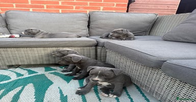 Staffordshire Bull Terrier dogs - Advert 7