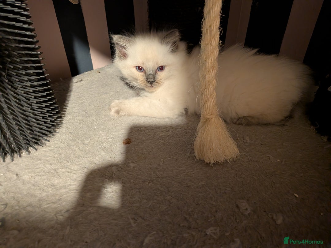 Ragdoll cats for sale: Stunning ragdolls - Advert 24