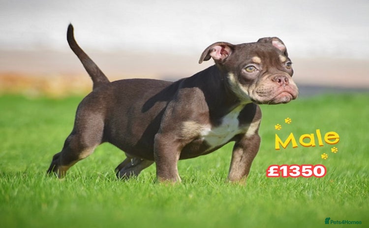 Old Tyme Bulldog dogs - Advert 2