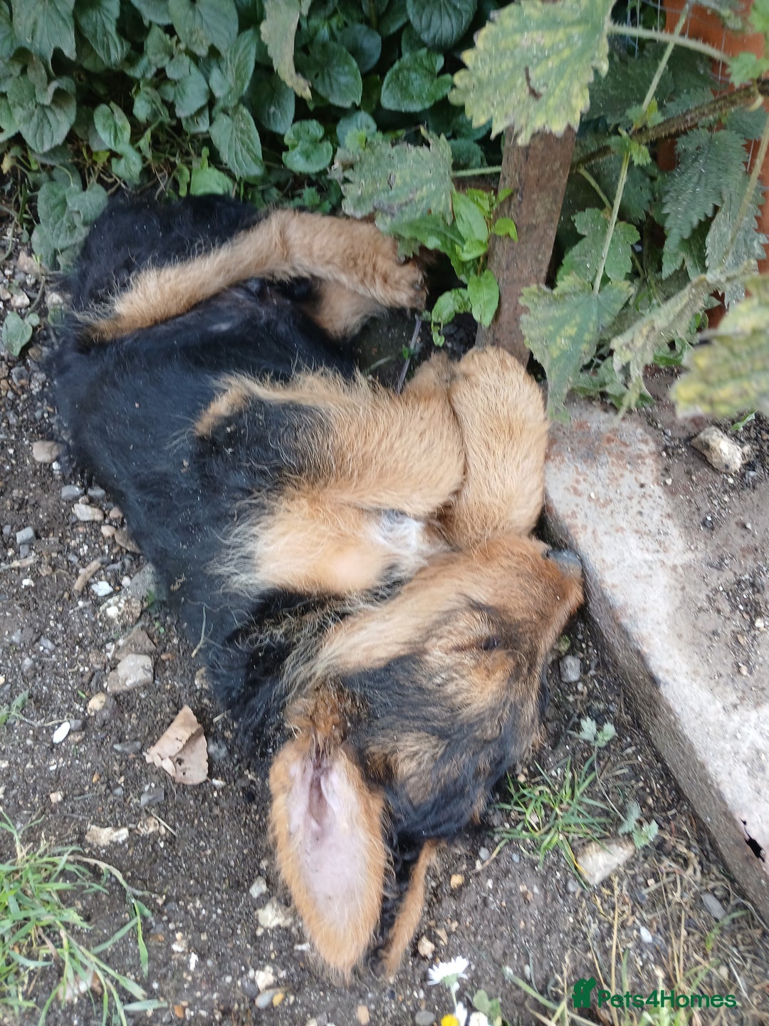 Airedale Terrier dogs for sale: Airedale pup for sale - Image 3